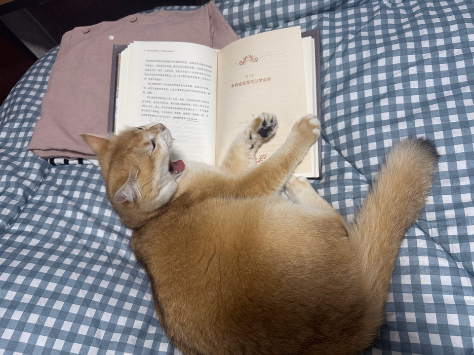 Mantou, a golden British Shorthair, yawning beside an open book on blue and white checkered bedding