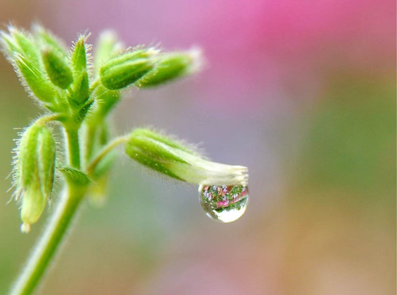 Yating’s close-up photograph of a water droplet hanging from a flower bud